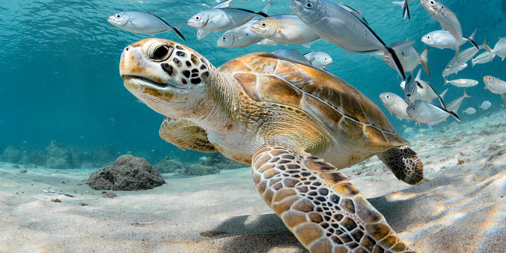 Baby Einstein Ocean Explorers Turtle